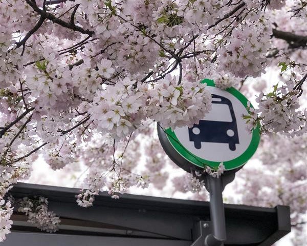 The top of a BC Transit bus shelter, with the BC Transit logo shrouded by cherry blossoms.