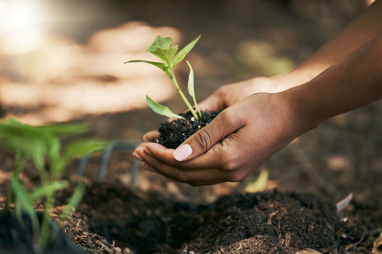 Hands cradling a small green plant in soil
